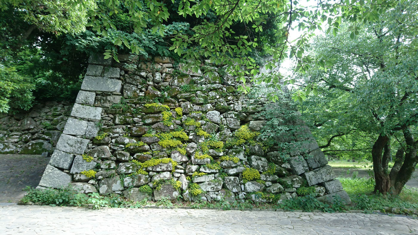 Native Sedum species carpeting an ancient stone wall at Fukuoka Castle.
