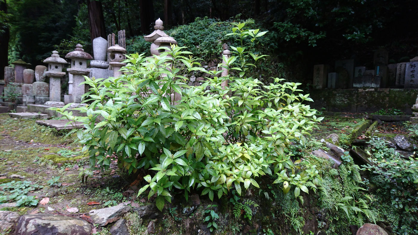 A lovely specimen of Sarcandra glabra, in a buddist cemetery.
