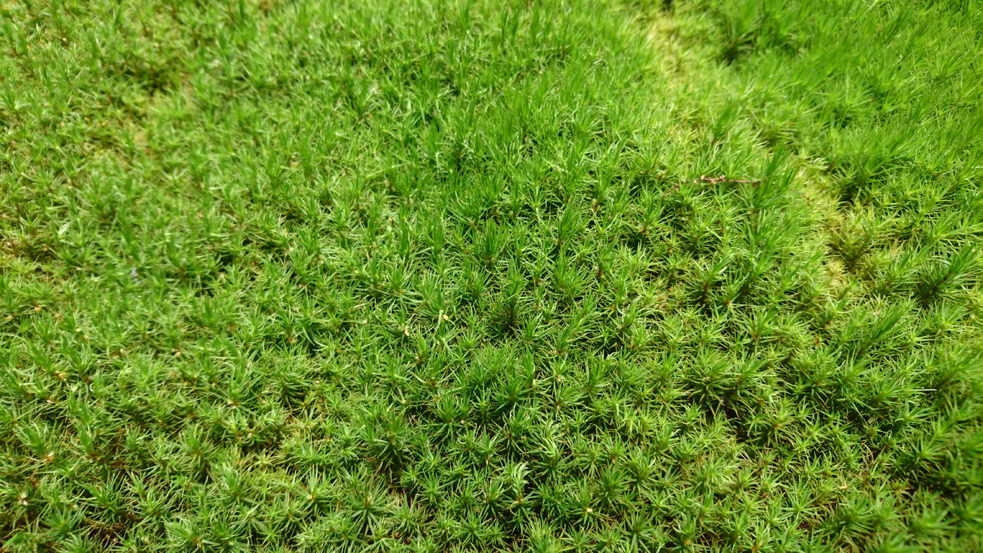Polytrichum commune, the most used moss in the Japanese gardens.
