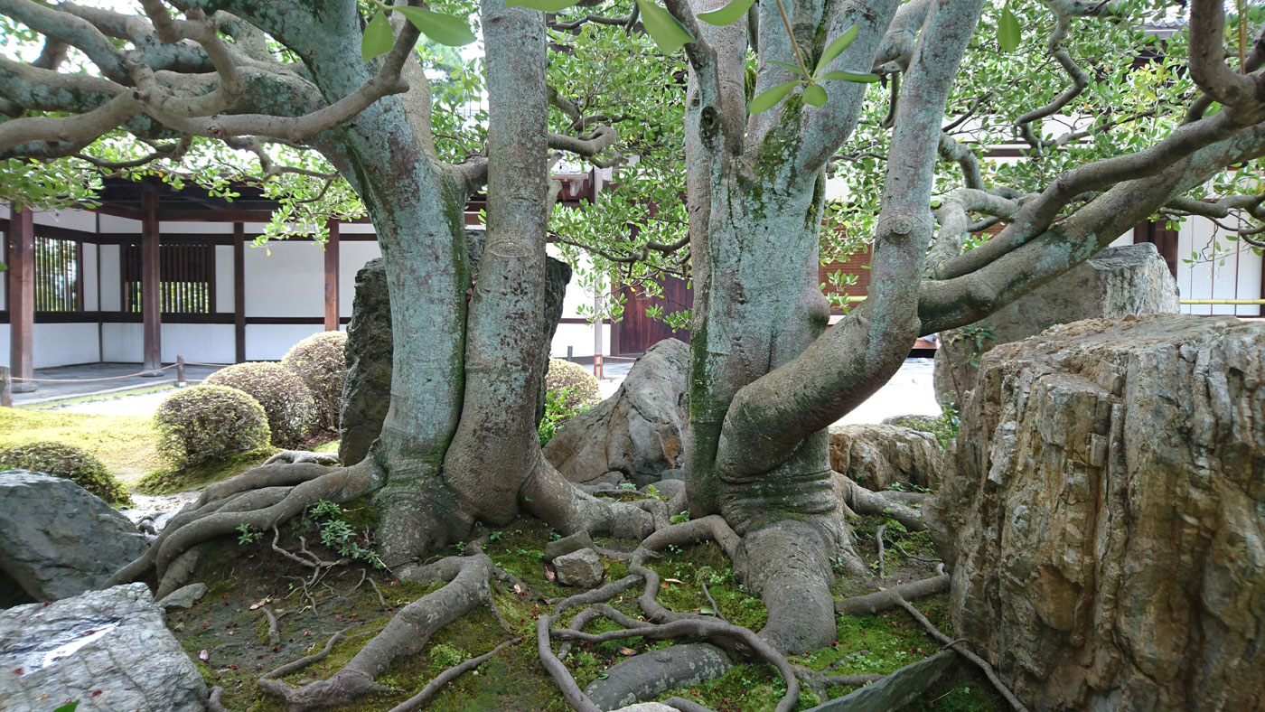 Cleyera japonica, bark.