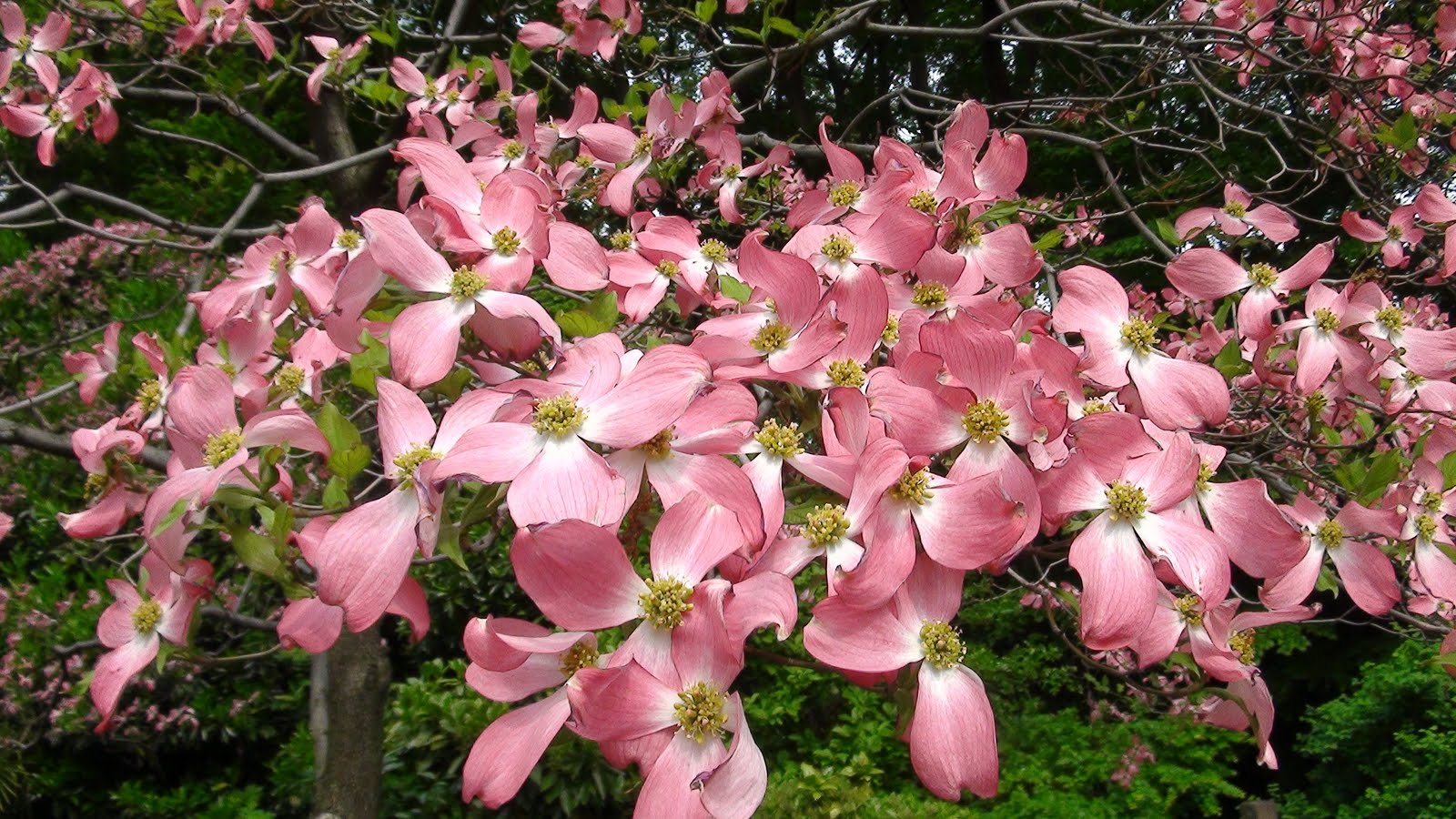 <i>Cornus florida</i> var. <i>rubra</i> è usatissimo in tutto il mondo, Giappone incluso.