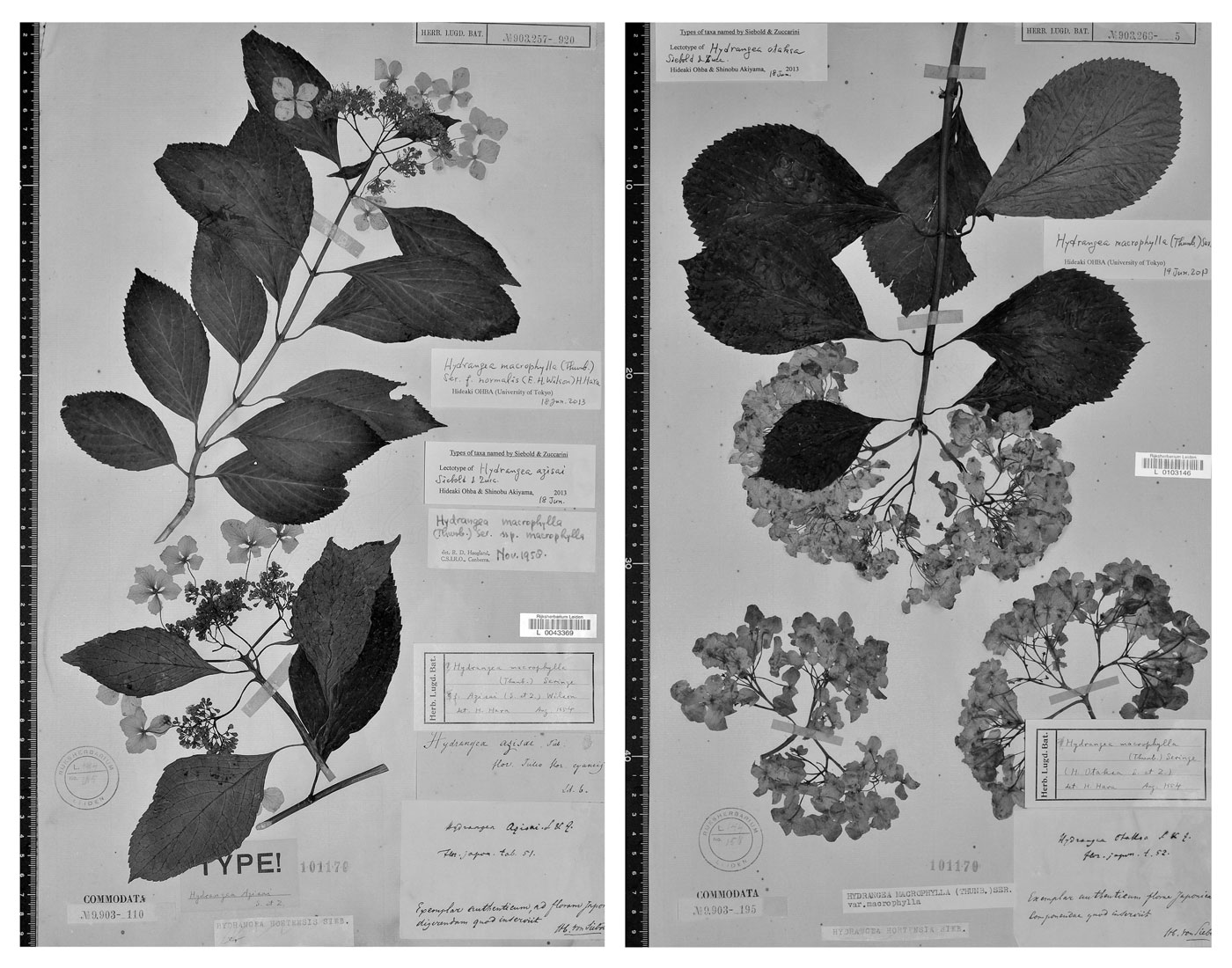 Lectotipi di <i>Hydrangea azisai</i> syn. <i>H. macrophylla</i> e <i>Hydrangea otaksa</i>.