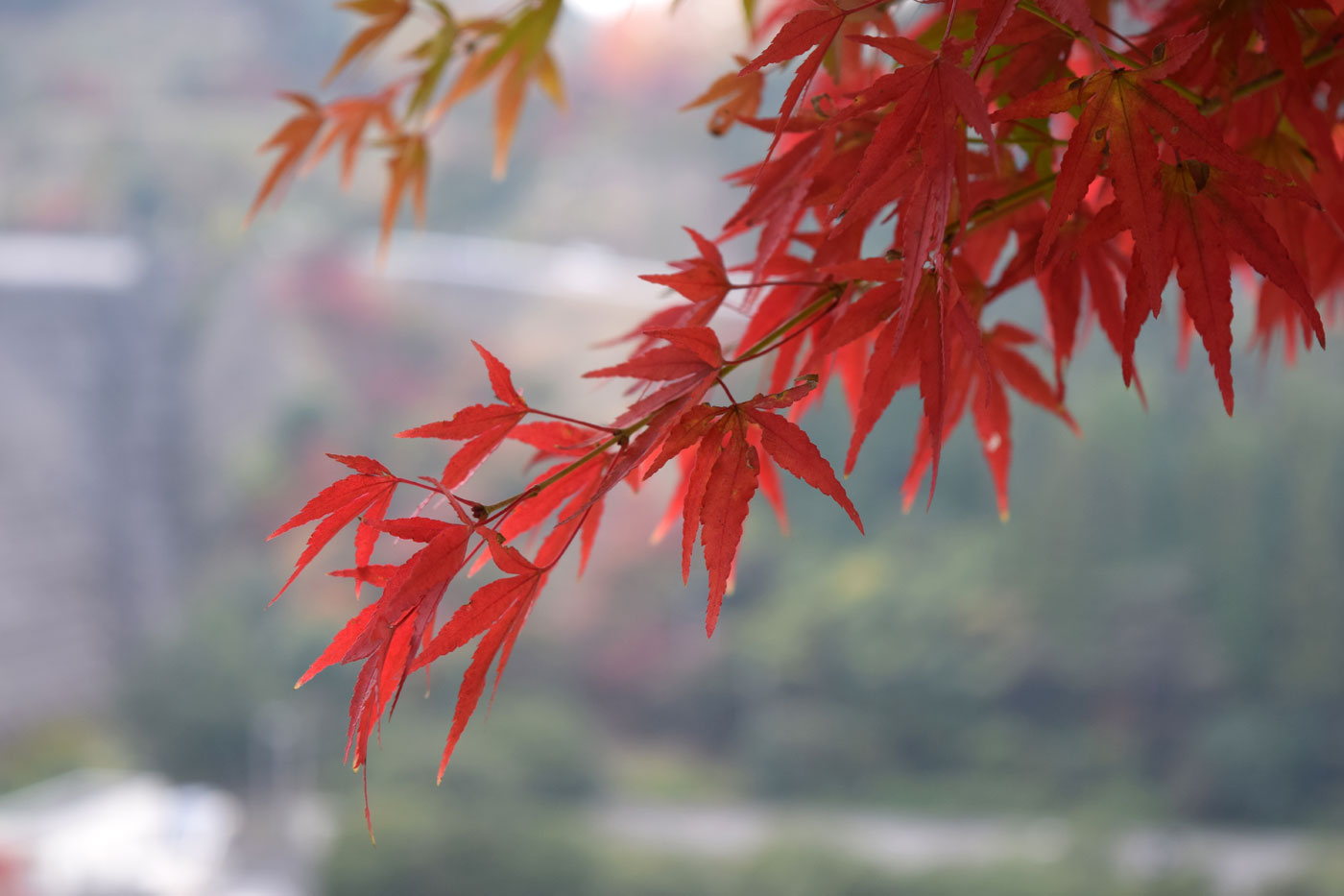 Acer palmatum, the symbol of the Japanese autumn.