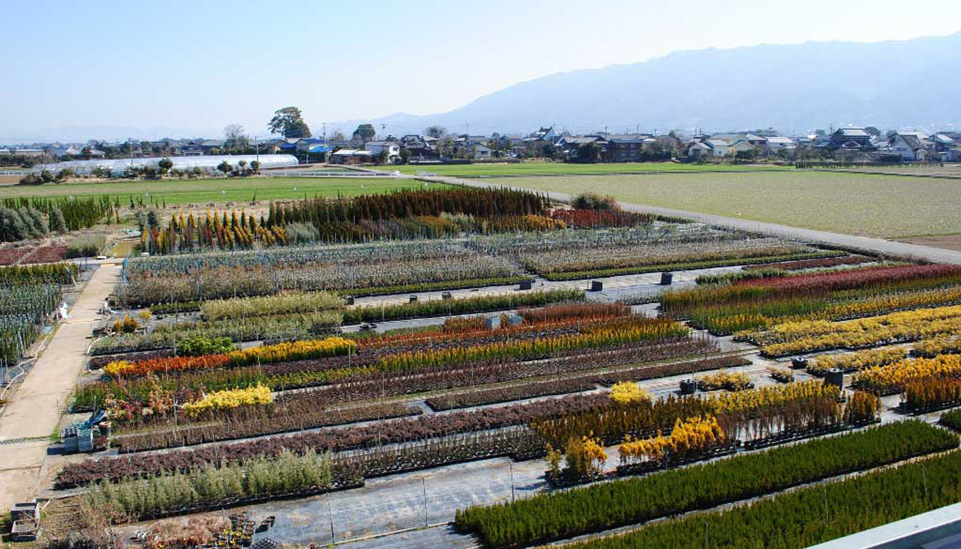 Another view of Tomonori's nursery.