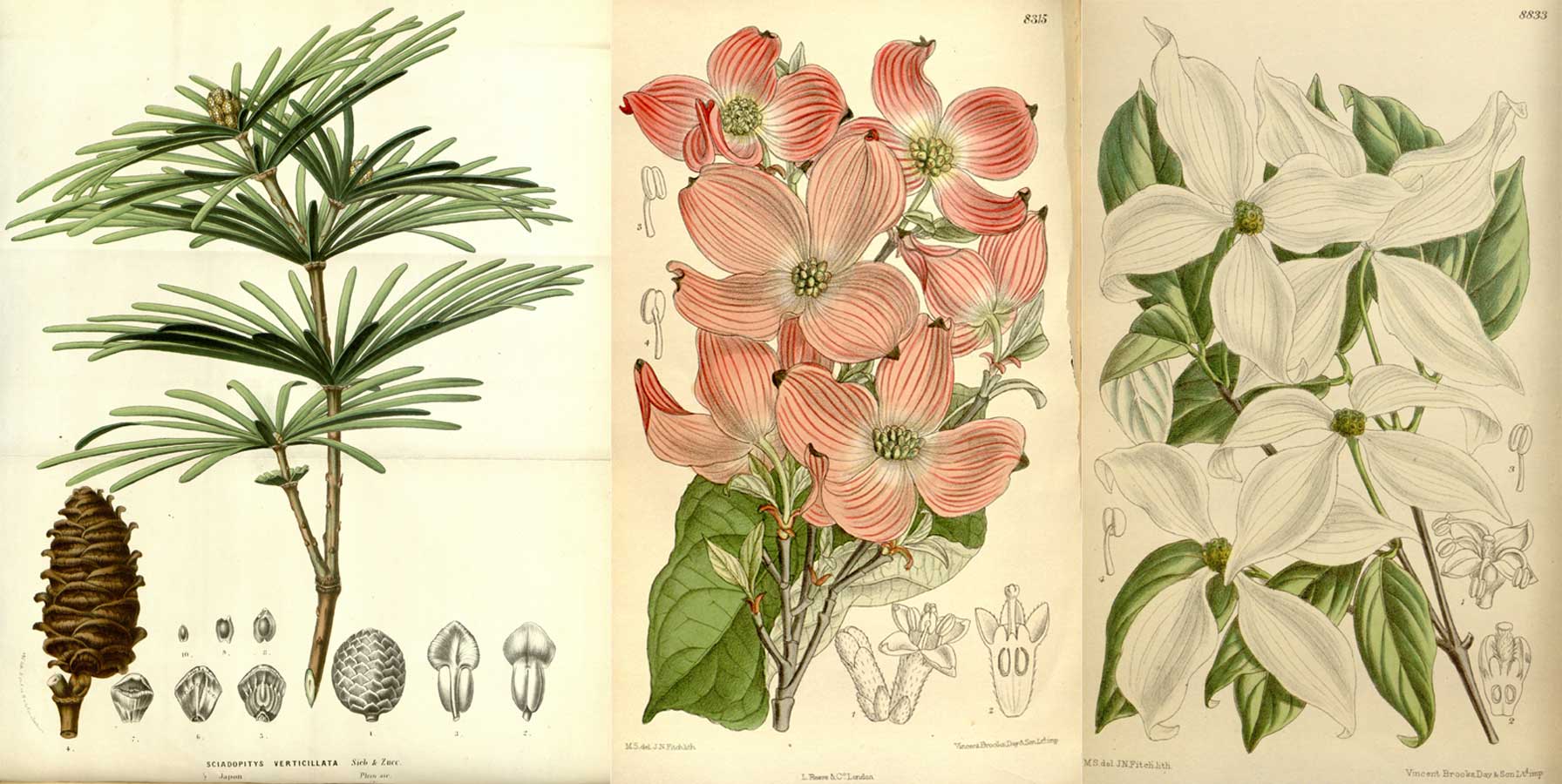 Da sinistra: <i>Sciadopitys verticillata</i> (da Flore des serres et des jardins de l'Europe), <i>Cornus florida</i> var. <i>rubra</i> e <i>C. kousa</i> (da Curtis 's Botanical Magazine, 1920).