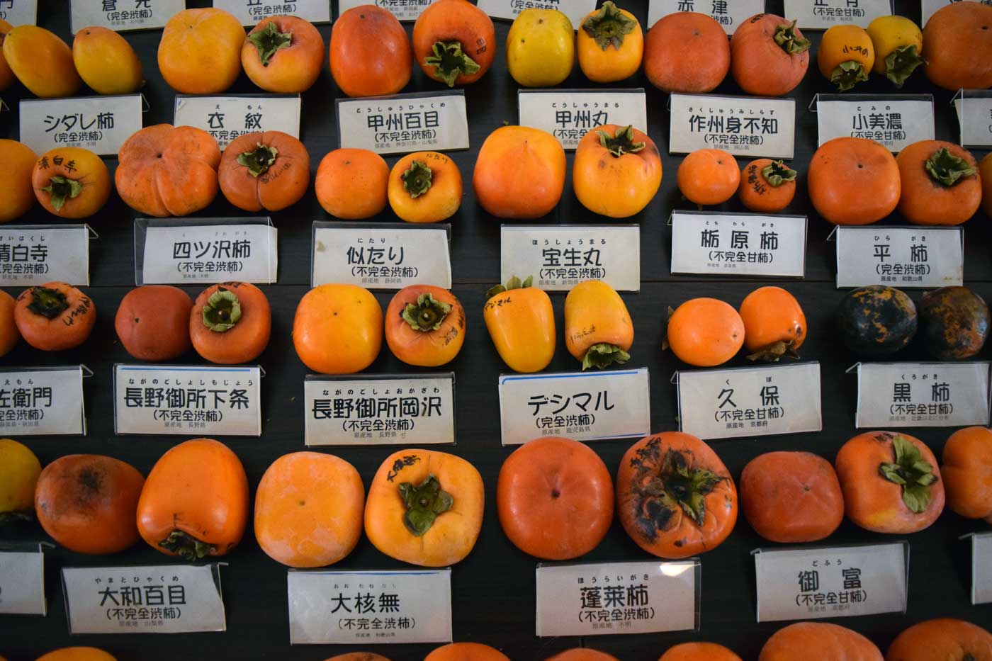 Cultivar campioni in esposizione al museo del kaki a Gojō.