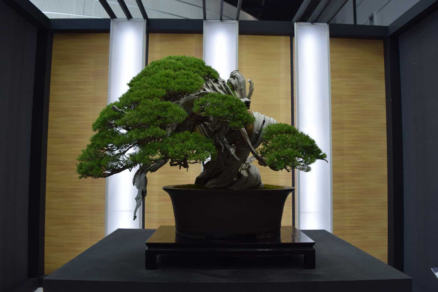 <i>Juniper chinensis</i> Shimpaku “Hiryu” è il bonsai-copertina della manifestazione.