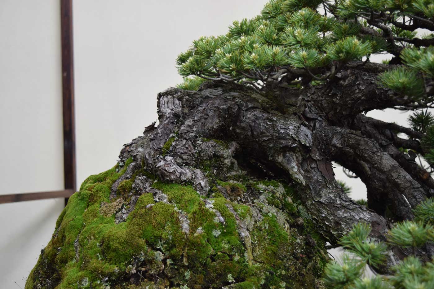 Effetto <i>nebari</i> (radici esposte) su un pino nero giapponese.