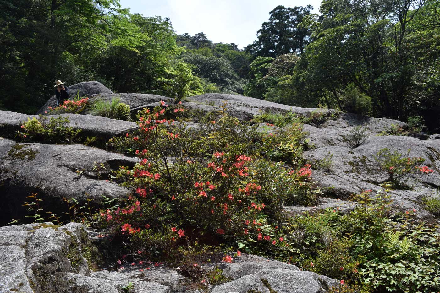 <i>Rhododendron indicum</i> sitting on the ravines of Shiratani Unsuikyo.