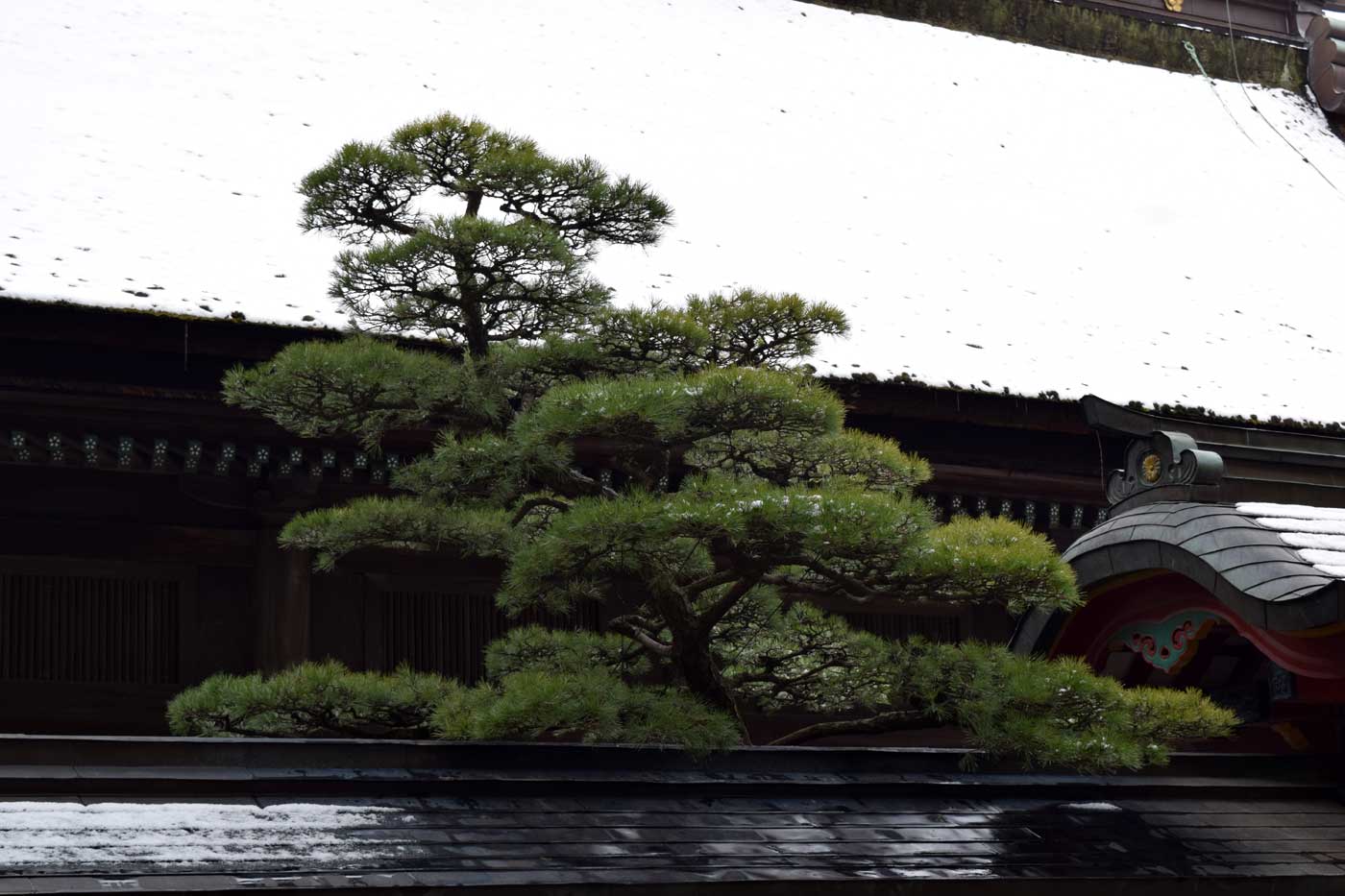 <i>Pinus thunbergii</i> enclosed in the sacred grounds of Dazaifu Tenmangu (Fukuoka Prefecture).