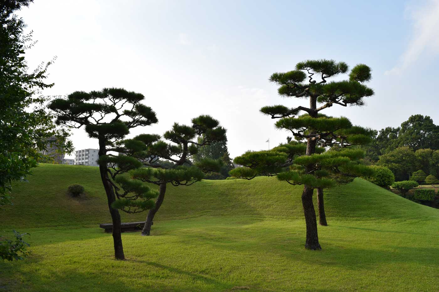  Scenery of <i>Pinus thubergii</i> at Suizen-ji Garden in Kumamoto.
