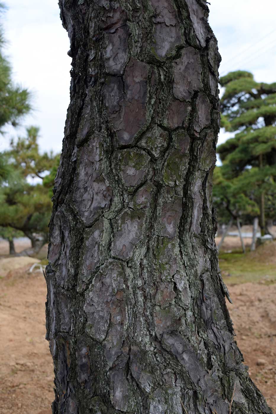 Turtle-shell-like pattern in the bark of <i>Pinus thunbergii</i>.